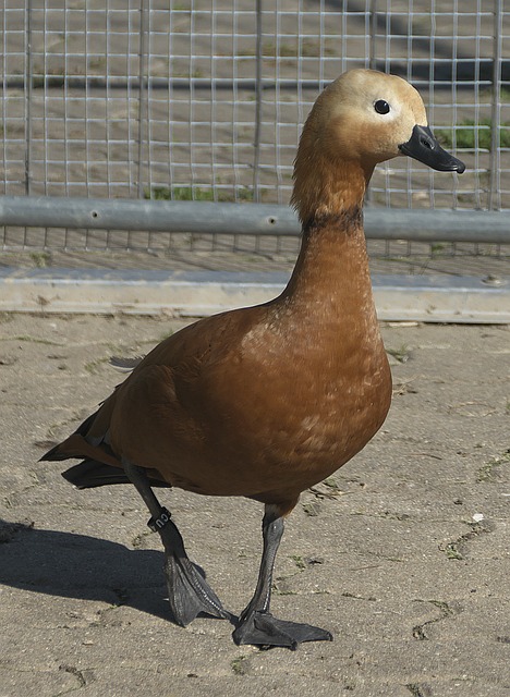 经济中