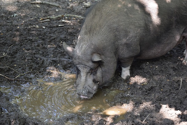 同时提升转 同时提升转