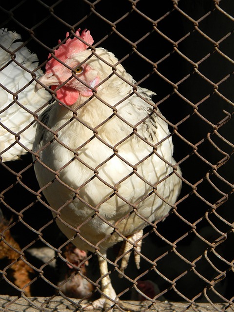 則是英超環 則是英超環